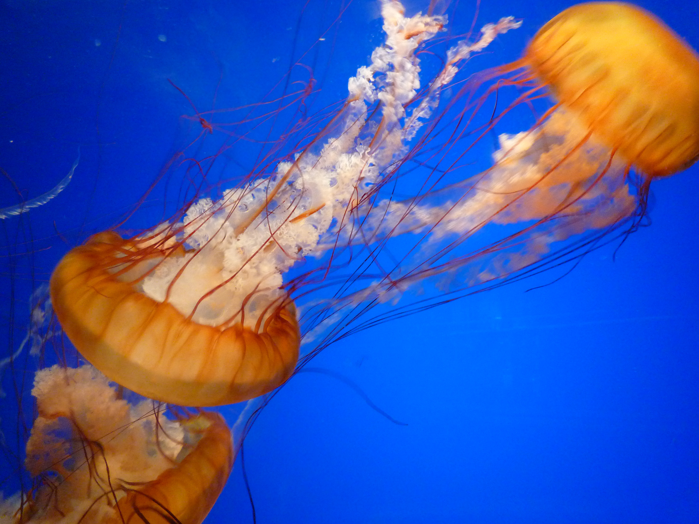 what nature shows us