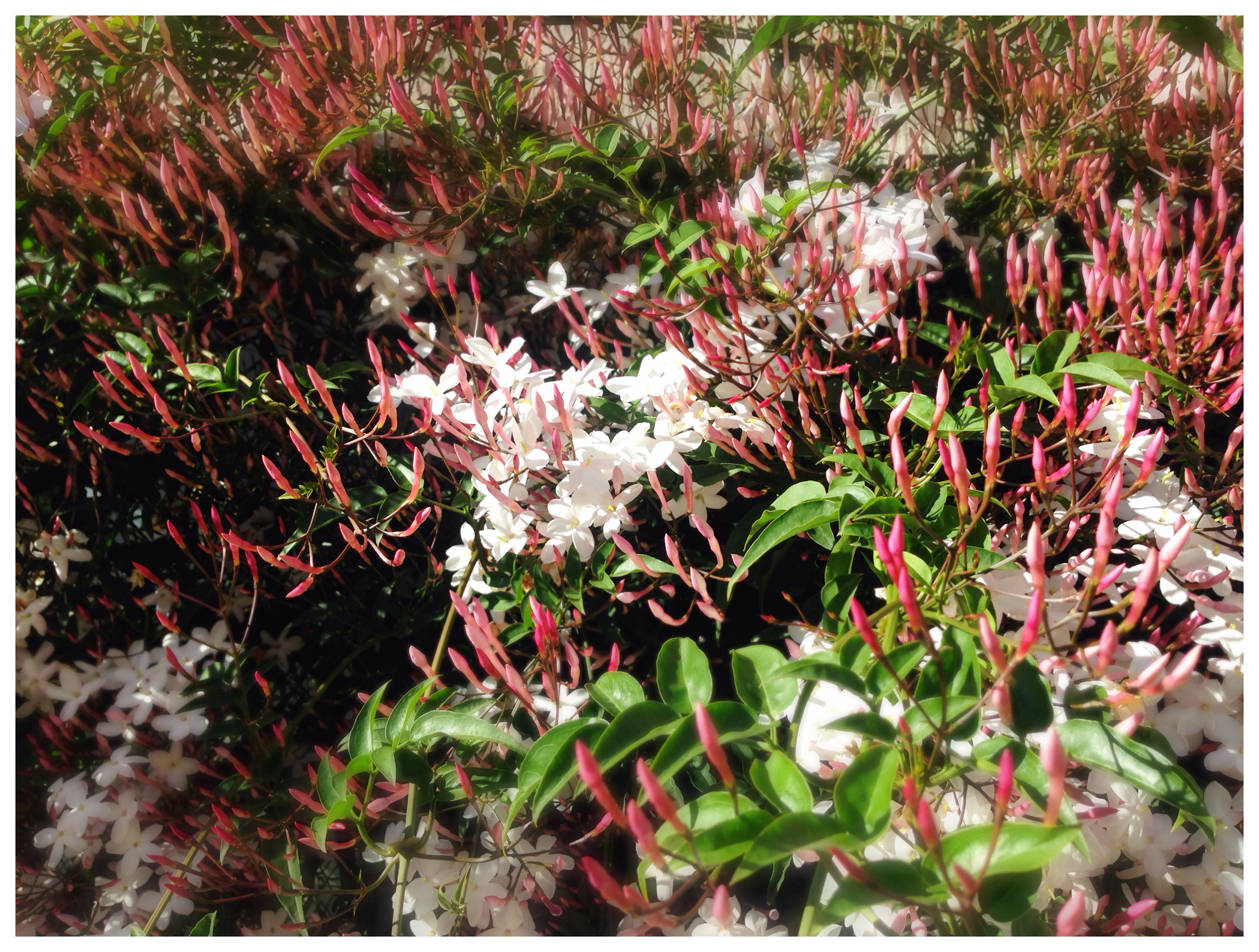 春、というより初夏みたい