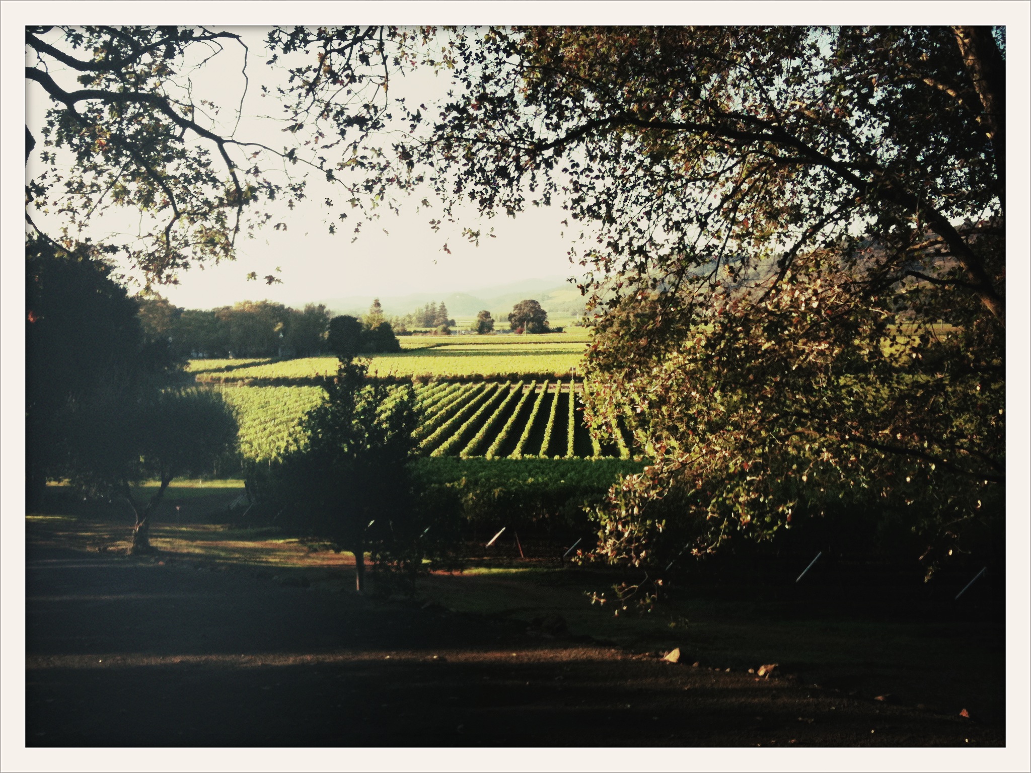 うん十億のナパのお家